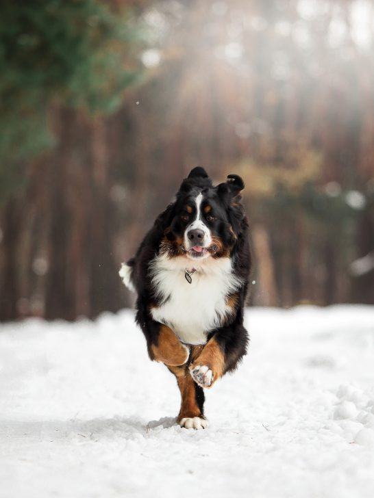 protect dog paws from snow, ice and salt