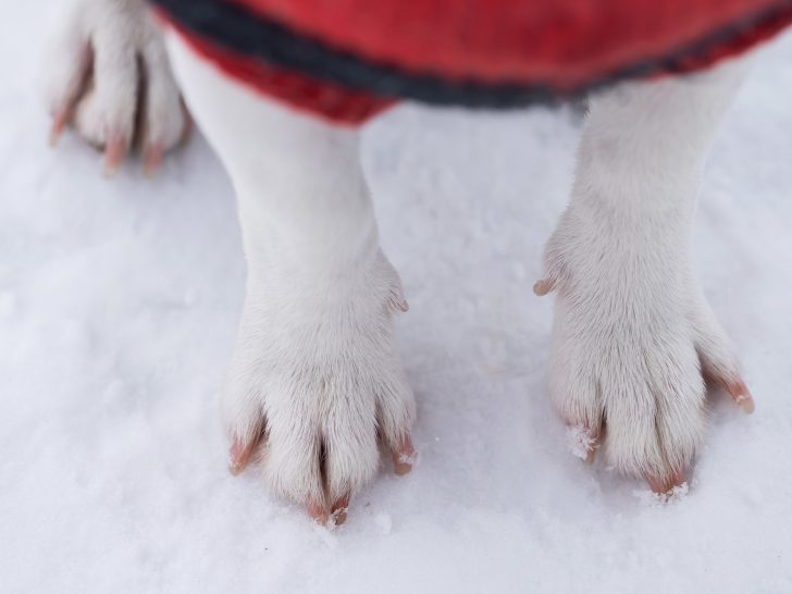 tips to keep your dog's paws and skin healthy in the winter