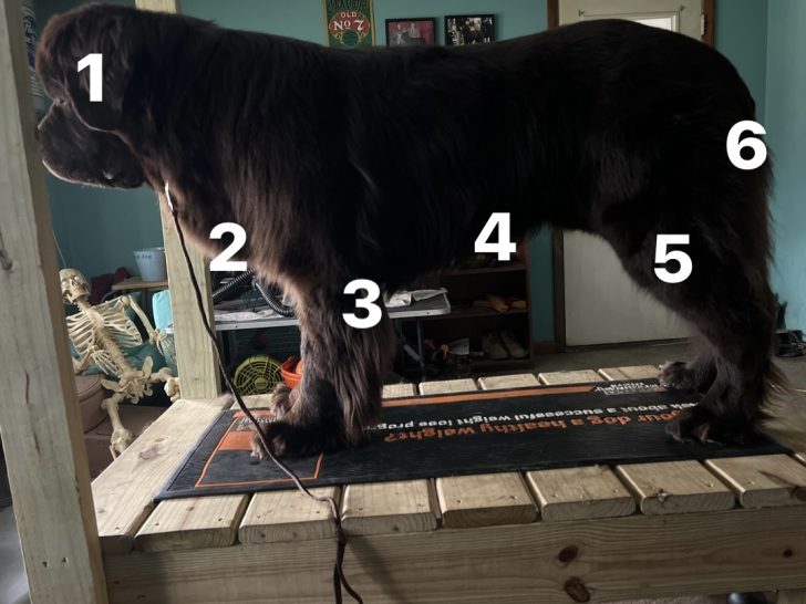 common areas on Newfies that mat