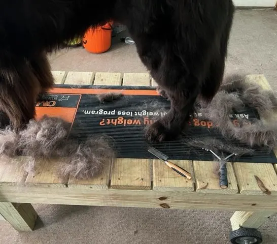 dog standing on grooming table shedding