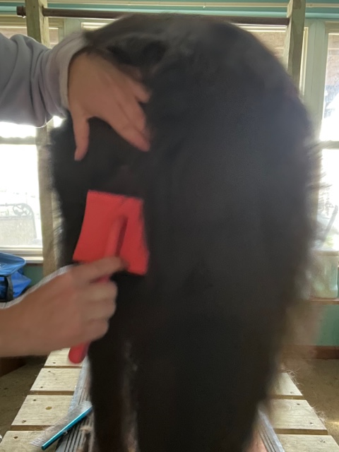 best slicker brush for dogs