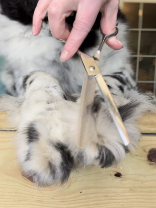 thinning shears for trimming dog paw hair
