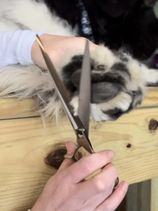 straight shears for paw hair trimming