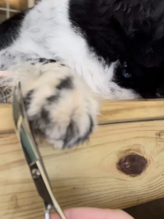 curved shears for paw hair trimming