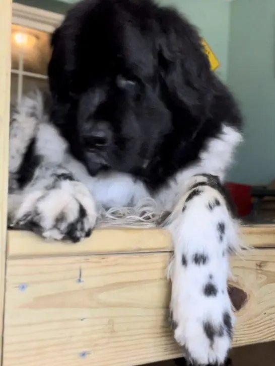 trimming Newfie paws