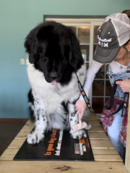 owner trimming her Newfoundland's paws