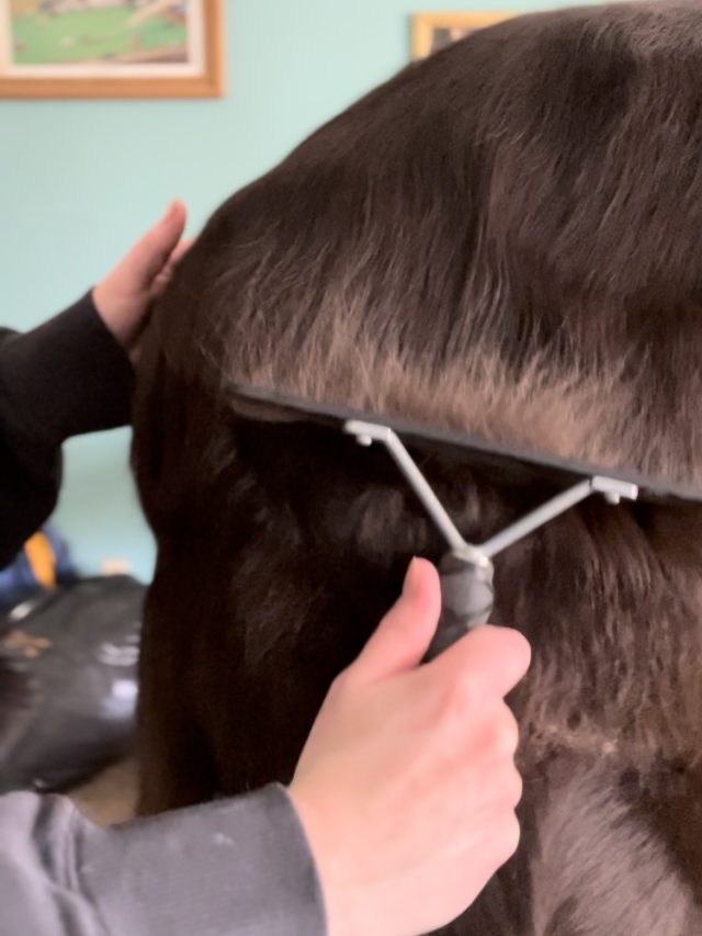 Understanding A Dog's Double Coat My Brown Newfies