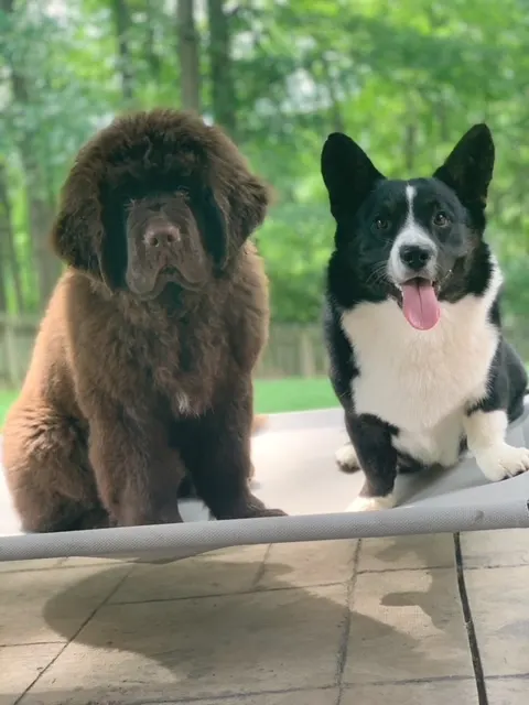 2 dogs sitting on an elevated dog cooling bed