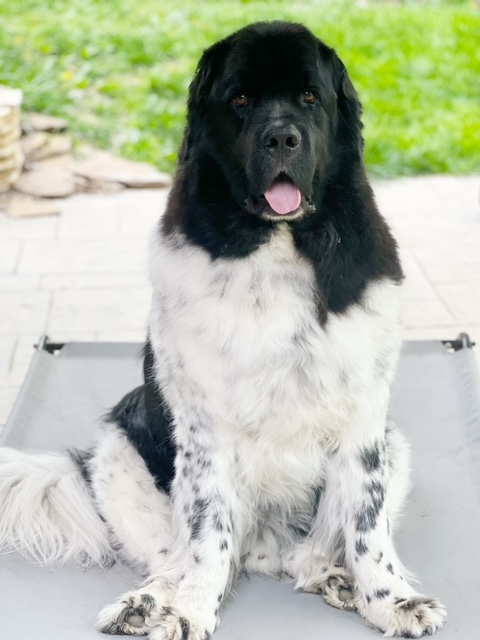 elevated cooling pet beds for large dogs