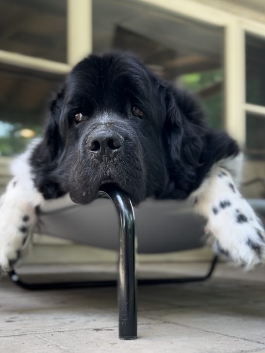 best elevated cooling dog beds for giant breeds