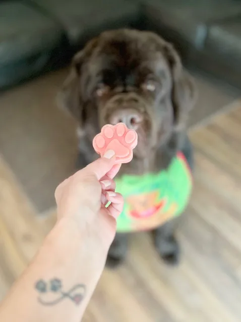 dog owner using watermelon as a dog training treat