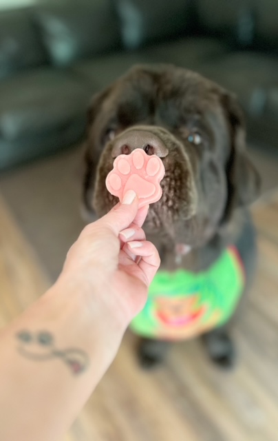 brown dog getting ready to eat famous frozen watermelon dog treats