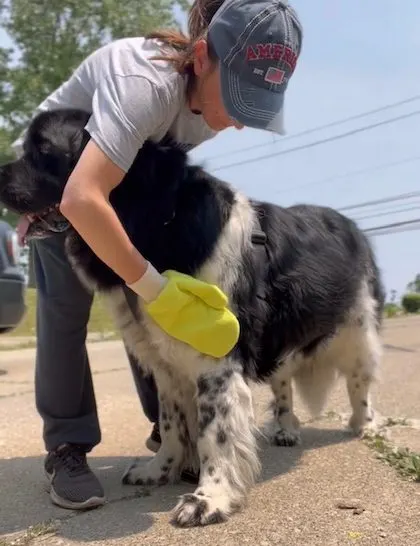 using a tick mitt to check a dog for loose ticks