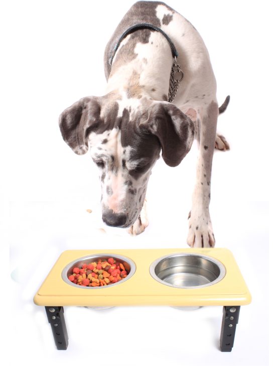 Great Dane with spotted fur lookiing or sniffing  dog food in a bowl isolated on a white background