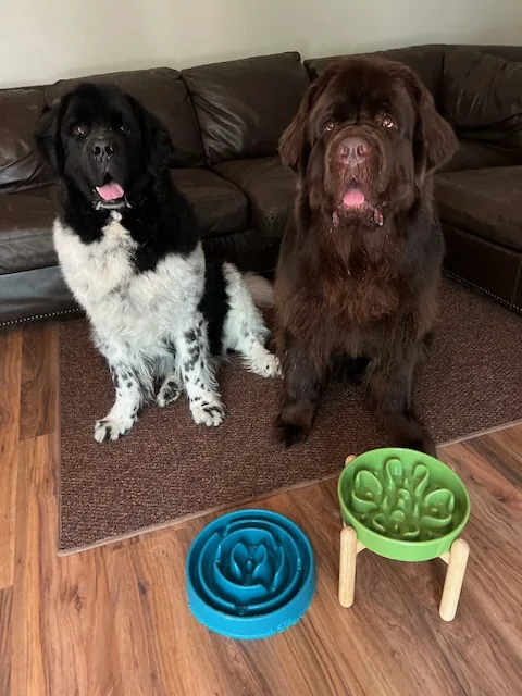 big dogs with raised dog bowls