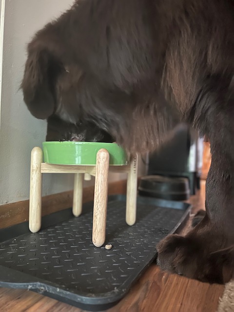 big dog eating food out of raised slow feeder bowl