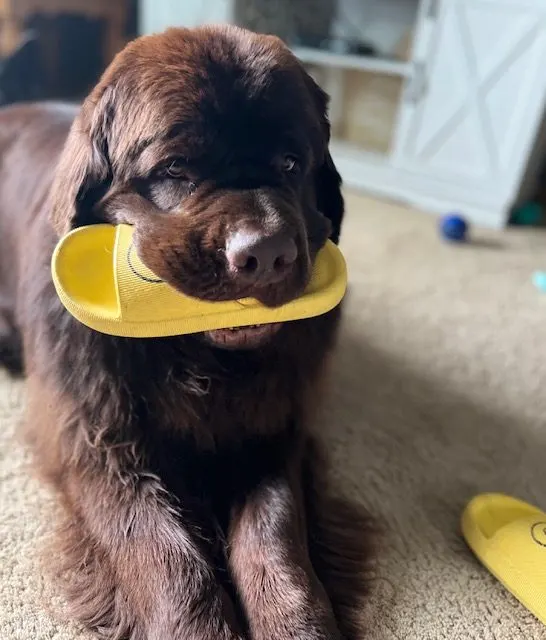 brown newfie holding shoe in his mouth