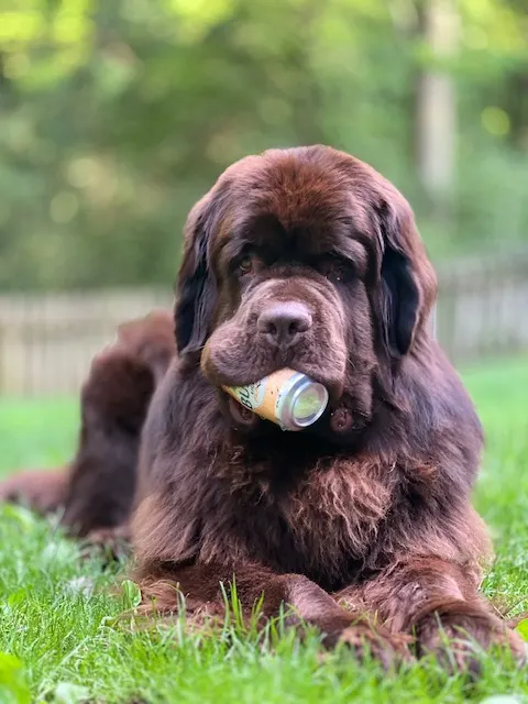Newfoundland dog holding can in his mouth