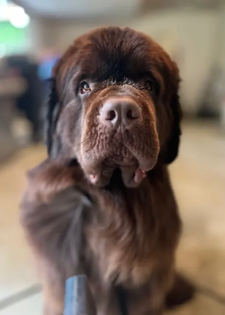 brown newfie puppy being groomed