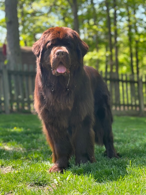brown Newfoundland dog standing on grass