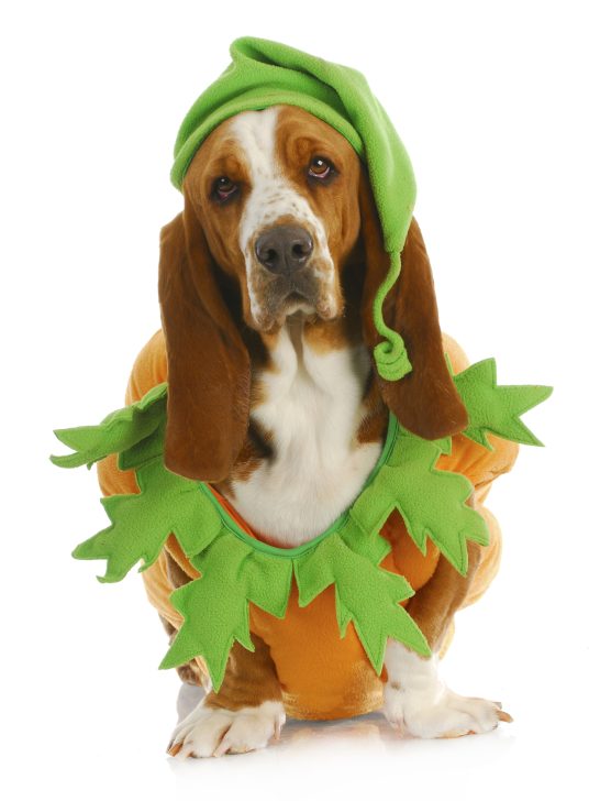 dog wearing pumpkin costume waiting for pumpkin seeds