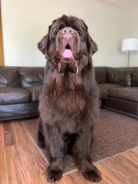 brown newfoundland dog waiting for a treat