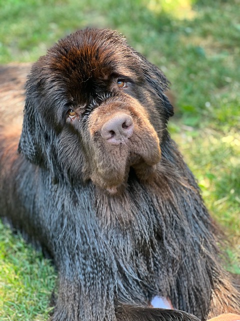 brown newfoundland dog with big neck