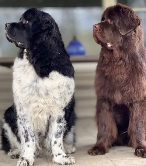 landseer and brown Newfoundland dog sitting next to each other