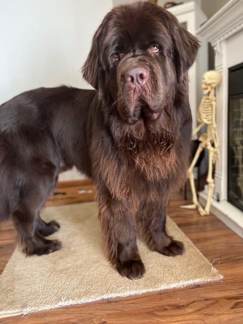 10 Sensible House Cleaning Tips For Living With Newfoundlands