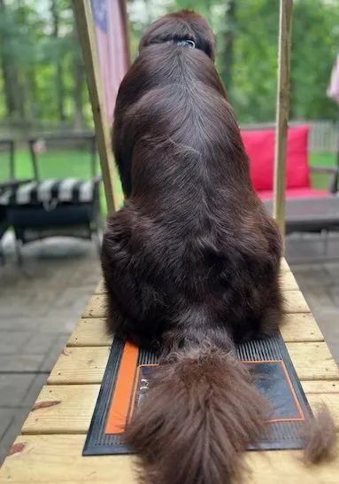 brown Newfie with fluffy tail sitting on grooming table