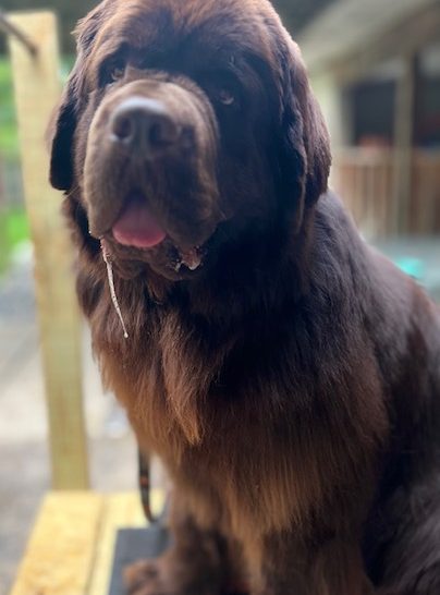 brown Newfoundland puppy drooling