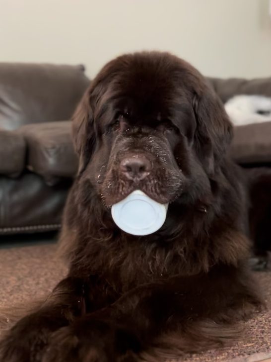 newfie holding container in his mouth