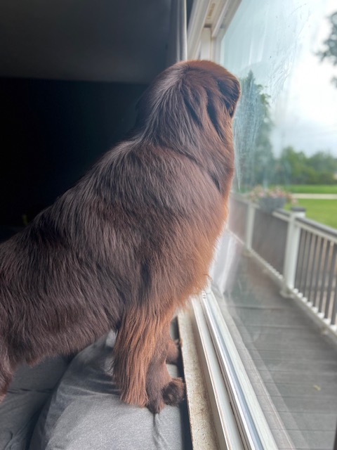 big dog drooling on window