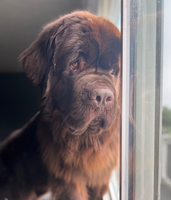 10 Sensible House Cleaning Tips For Living With Newfoundlands