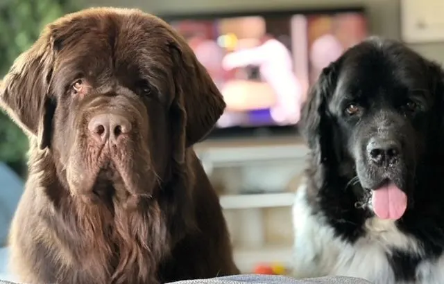 2 Newfoundlands sitting on couch