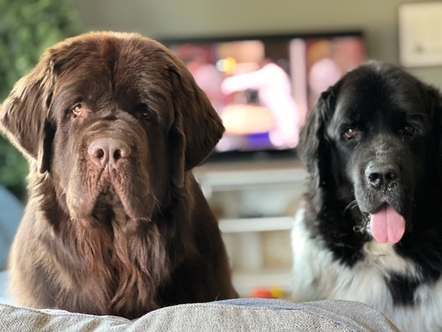 2 Newfoundlands sitting on couch