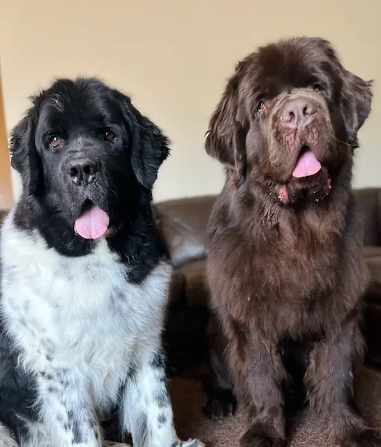 landseer Newfoundland and brown Newfie sitting next to each other