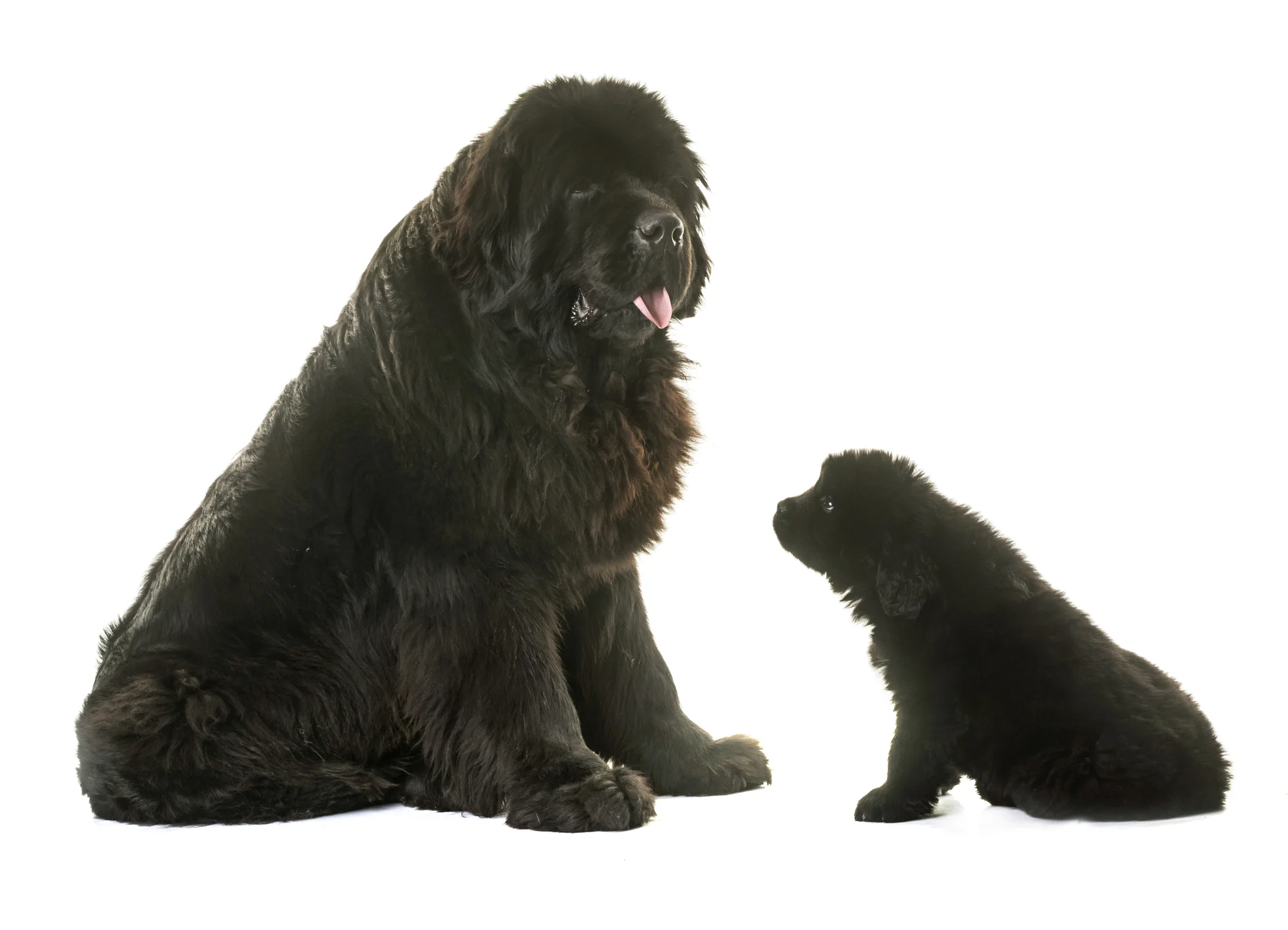 When Should a Newfoundland Dog Be Spayed or Neutered
