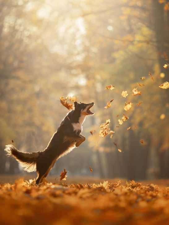 dog catching oak leaves