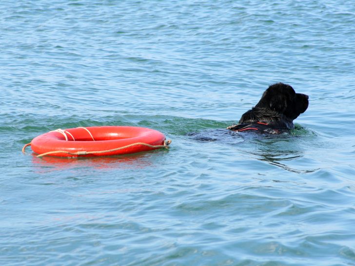 black newfoundland dog swimmin in the sea with a rescue ring