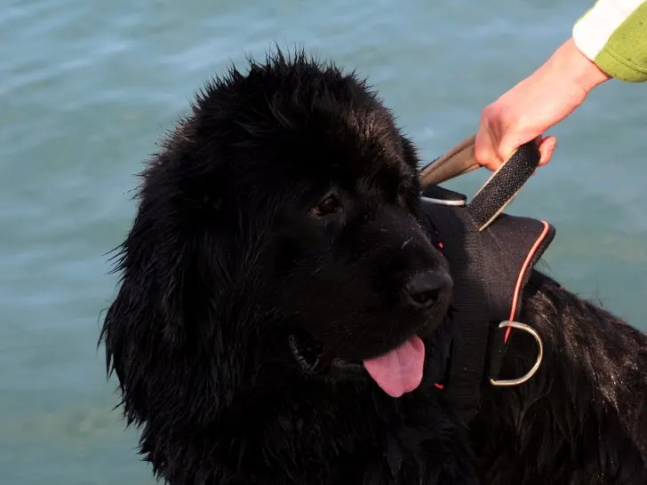 Newfoundlands as therapy dogs