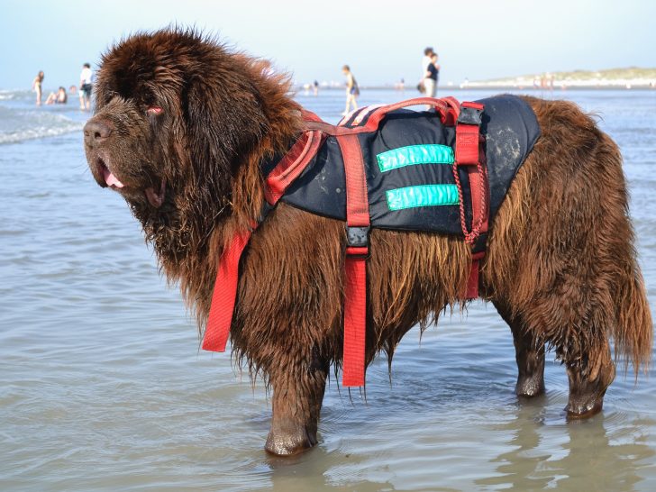 Brown Newfoundland dog lifeguard