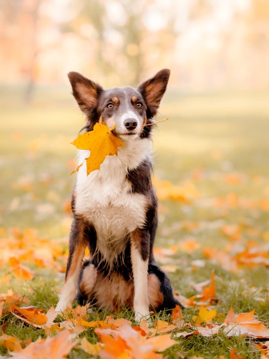 cute dog holding a yellow oak leaf