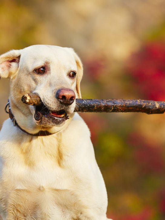 Dog with stick