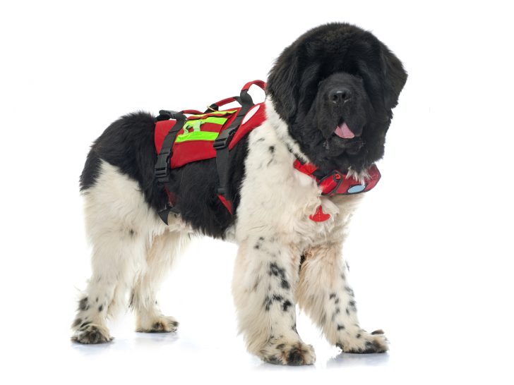 search and rescue newfoundland