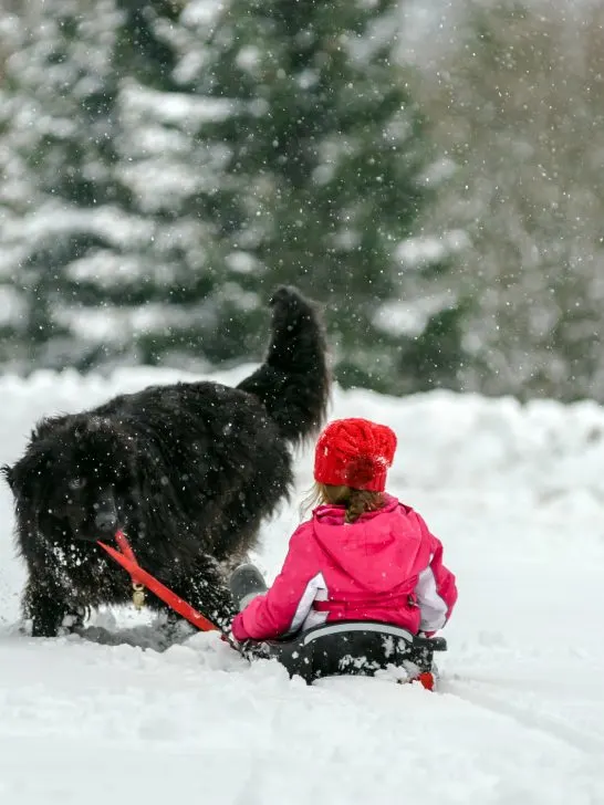 Newfoundland dog pulling child on sled in the snow