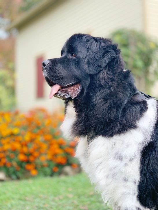 Unmasking the Dark Side of Chrysanthemums for Dogs