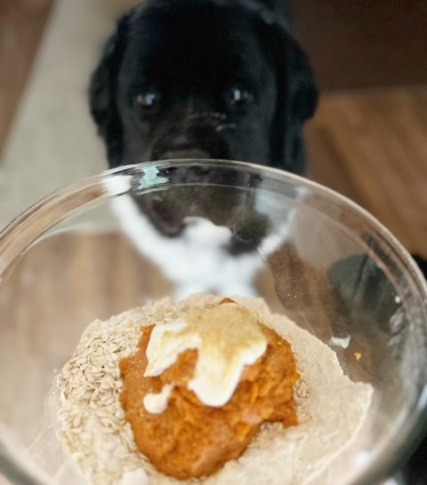oatmeal and pumpkin dog treat ingredients
