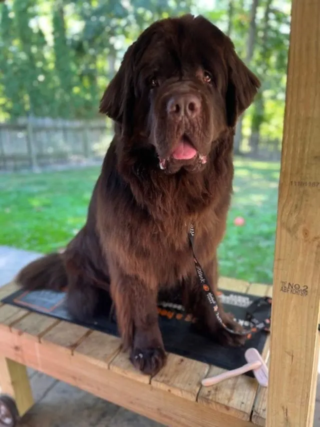 how to brush your Newfoundland dog the right way