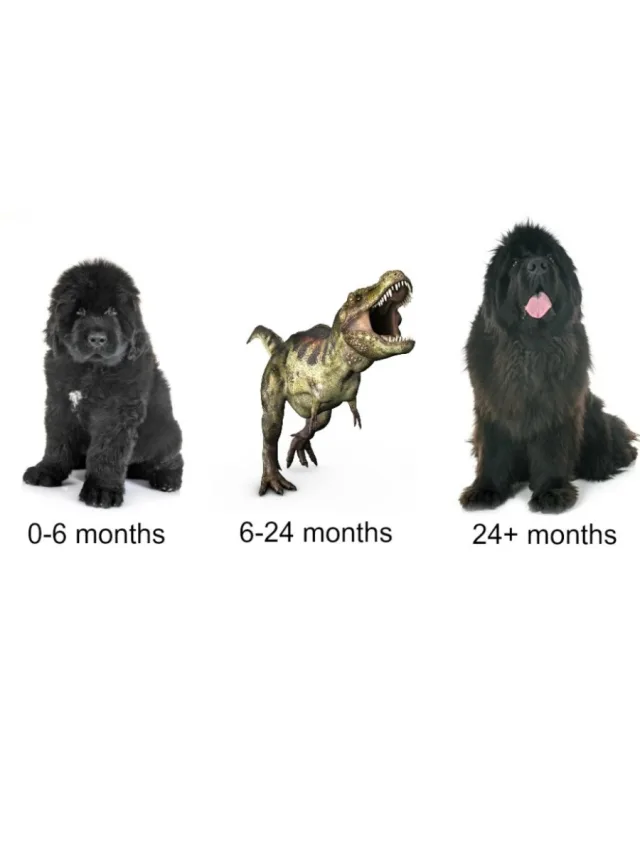 The 4 Stages Of The Newfoundland Dog